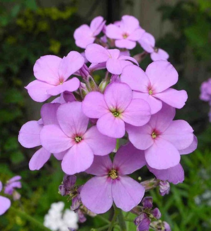 Lila hölgyestike - hölgy estike - Hesperis matronalis, Hesperis matronalis, ehető virág